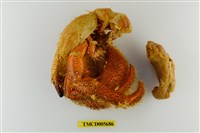 藏品(斑點真寄居蟹)的圖片